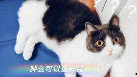 cp吃瓜直播娱乐圈,CP吃瓜直播，揭秘明星幕后故事